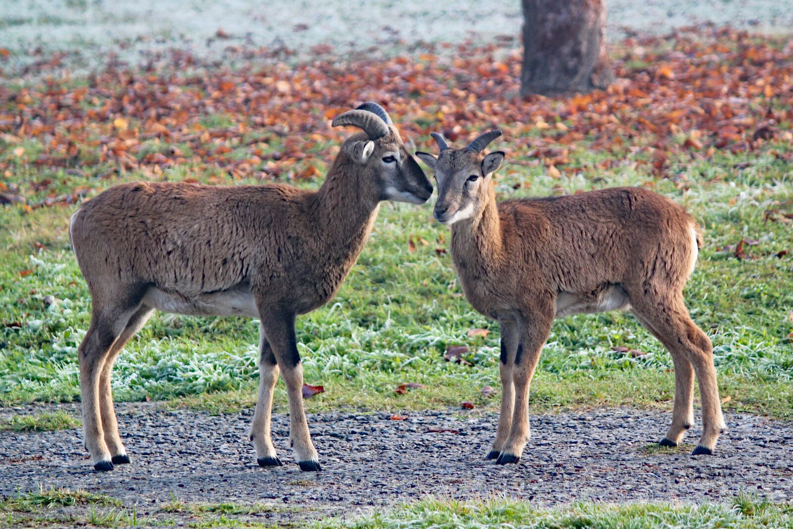 Canon EOS 550D (EOS Rebel T2i / EOS Kiss X4) sample photo. Mouflons, brood, couple photography