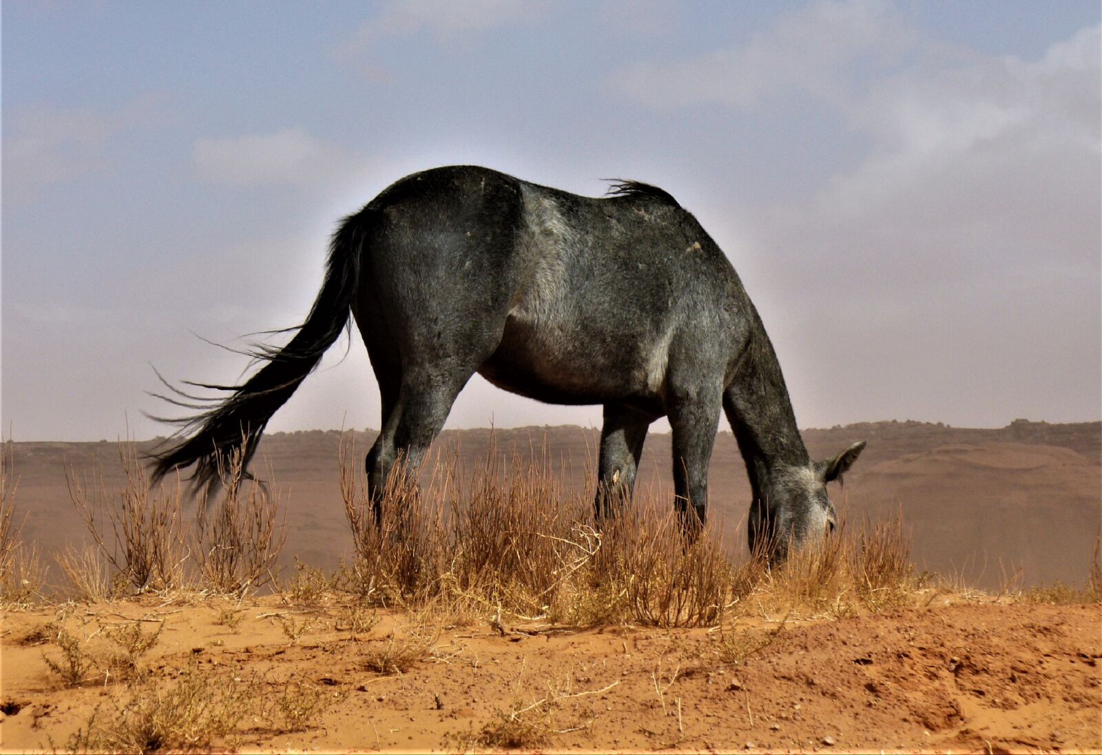 Panasonic DMC-LZ5 sample photo. Horse, wild, mustang photography