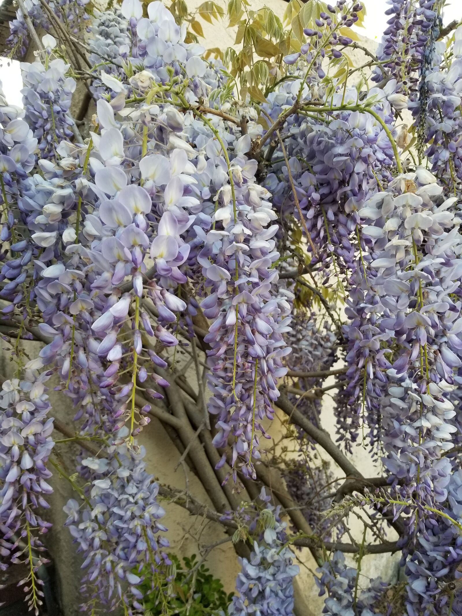 Samsung Galaxy S8 sample photo. Wisteria, bloom, spring photography