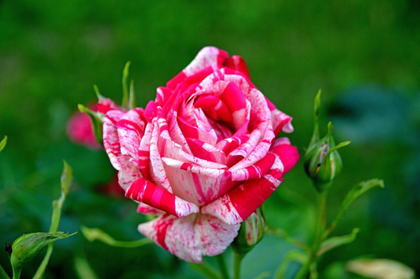 Nikon D3200 sample photo. Rose, flower, bloom photography