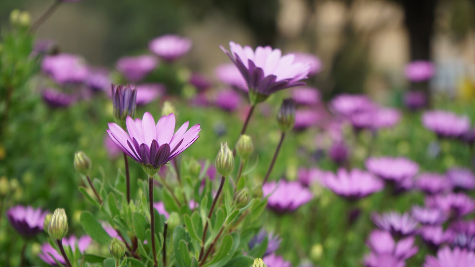 Sony a7 II + Sony FE 28-70mm F3.5-5.6 OSS sample photo. Flower, spring, nature photography