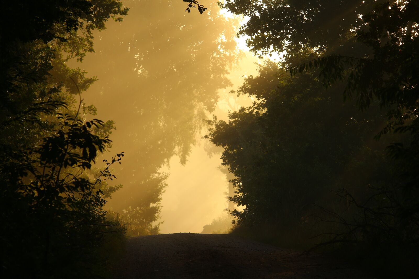 Canon EOS 100D (EOS Rebel SL1 / EOS Kiss X7) sample photo. Away, fog, trees photography