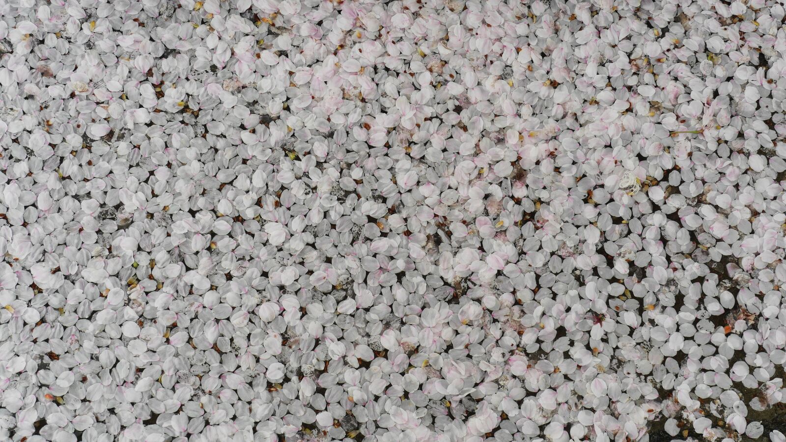 Panasonic Lumix DMC-GH3 sample photo. Abstract, pattern, petal photography