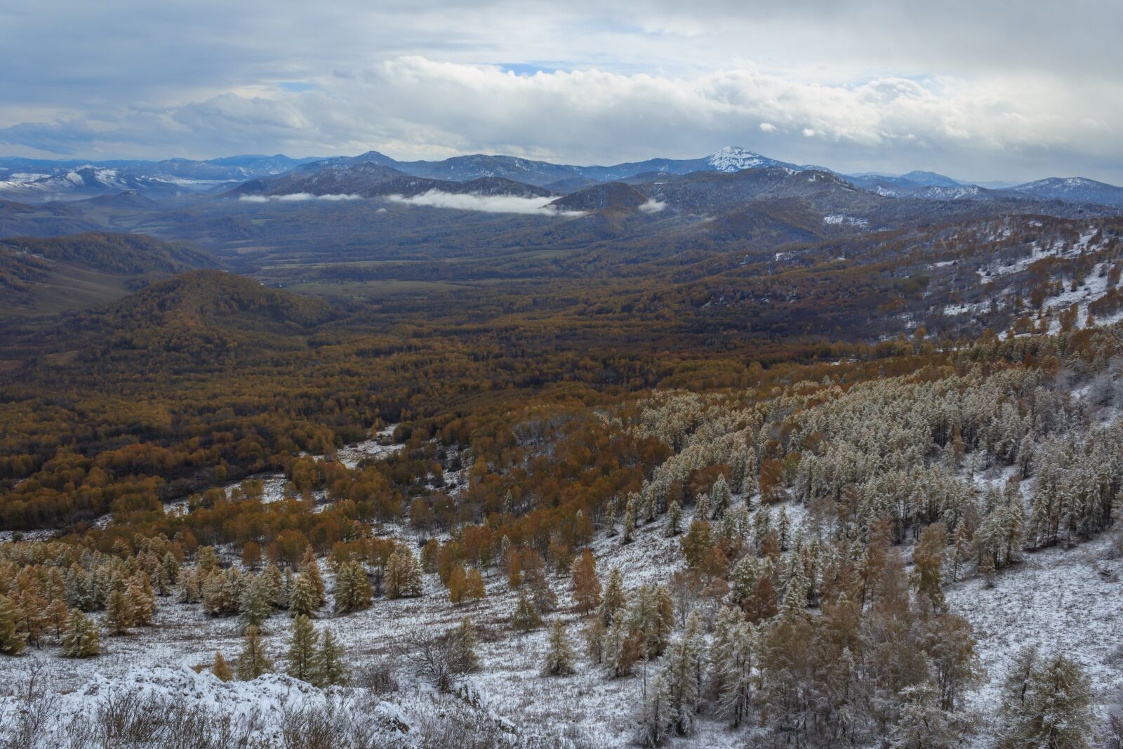 Canon EOS 600D (Rebel EOS T3i / EOS Kiss X5) sample photo. Pine, efi, birch photography