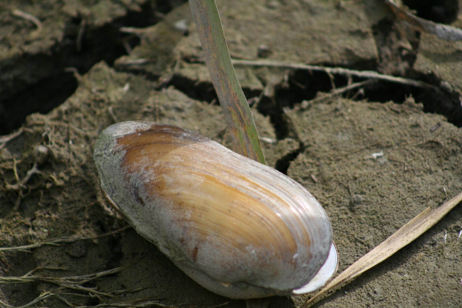 Canon EOS 350D (EOS Digital Rebel XT / EOS Kiss Digital N) sample photo. Shell, river shell, riverside photography