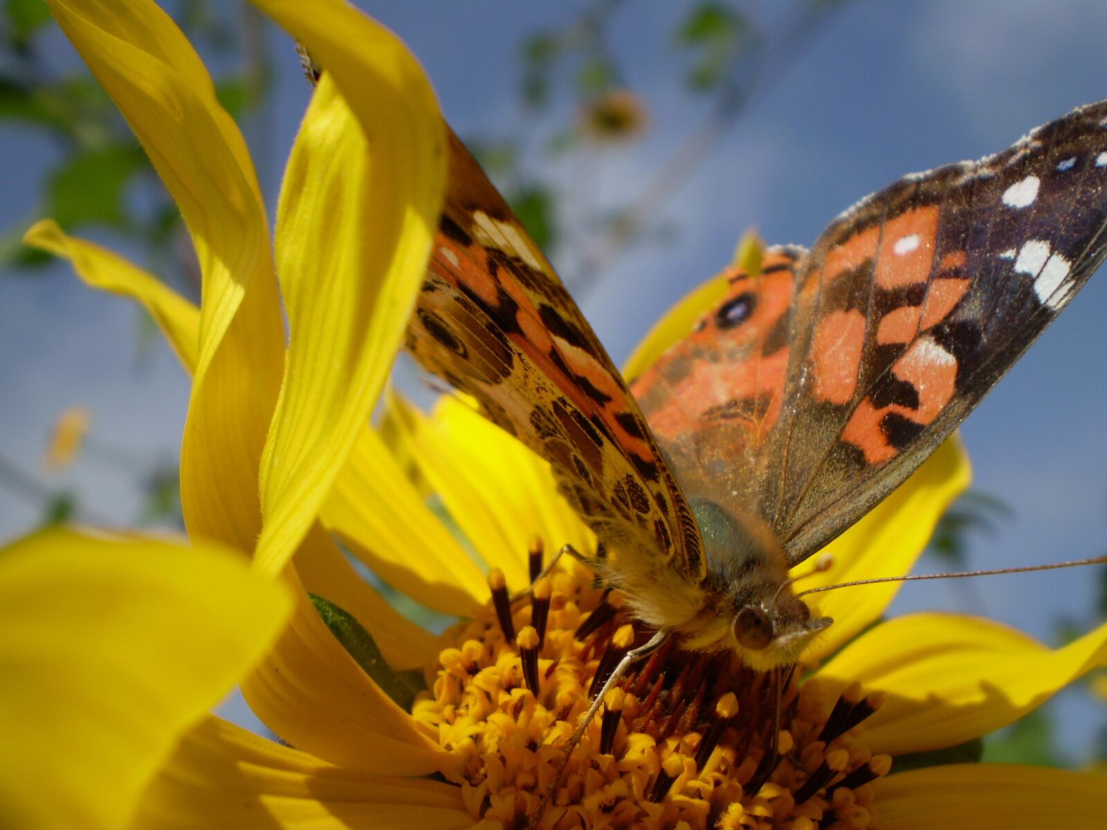 Olympus FE210,X775 sample photo. Yellow flowers, butterfly, hostal photography