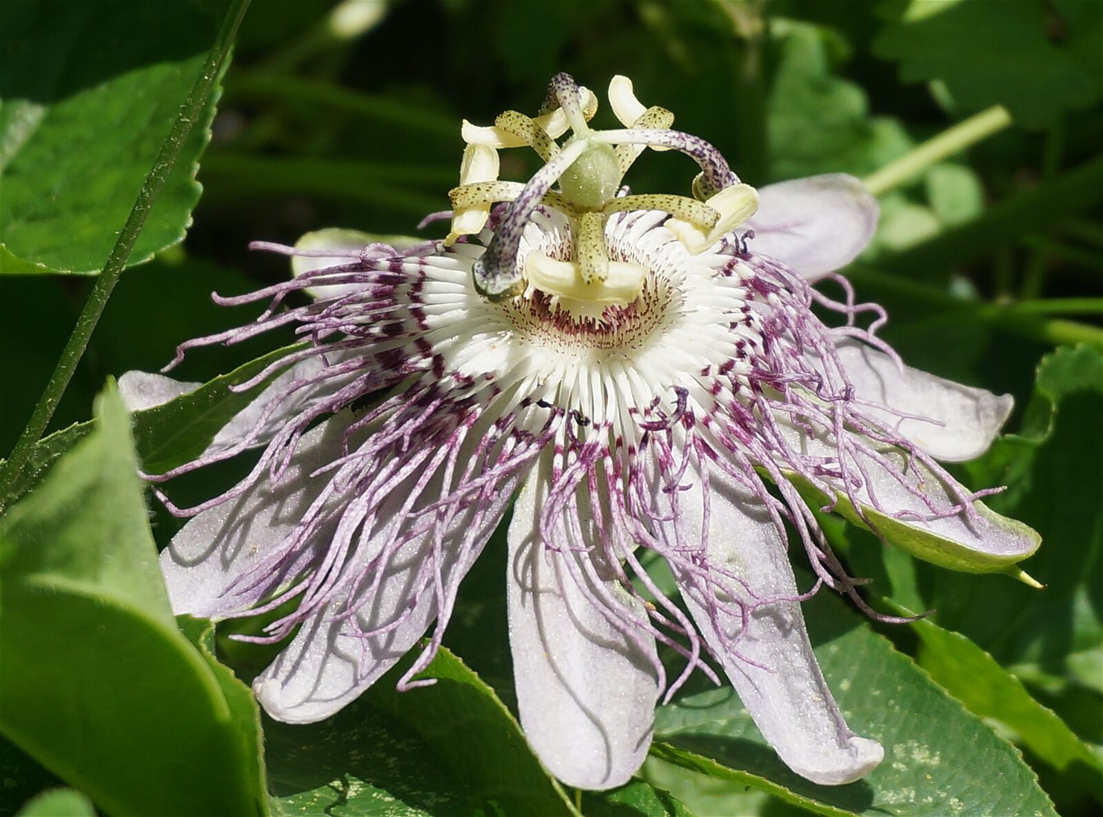 Sony Alpha NEX-5T sample photo. Passion flower, side view photography
