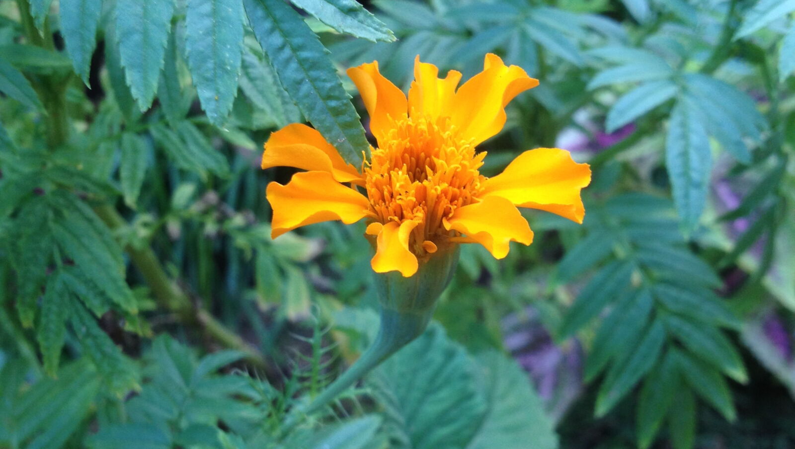 Apple iPhone 4S sample photo. Flowers photography
