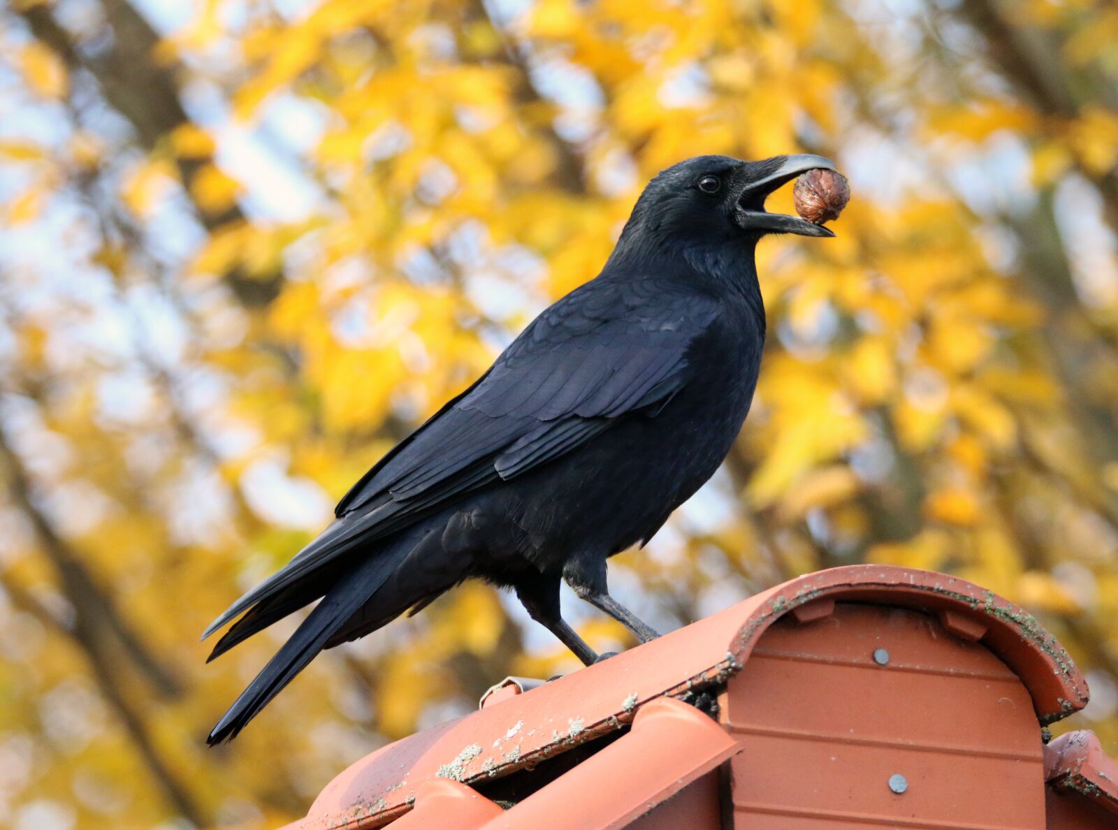 Canon EOS 70D sample photo. Raven, nut, bird photography