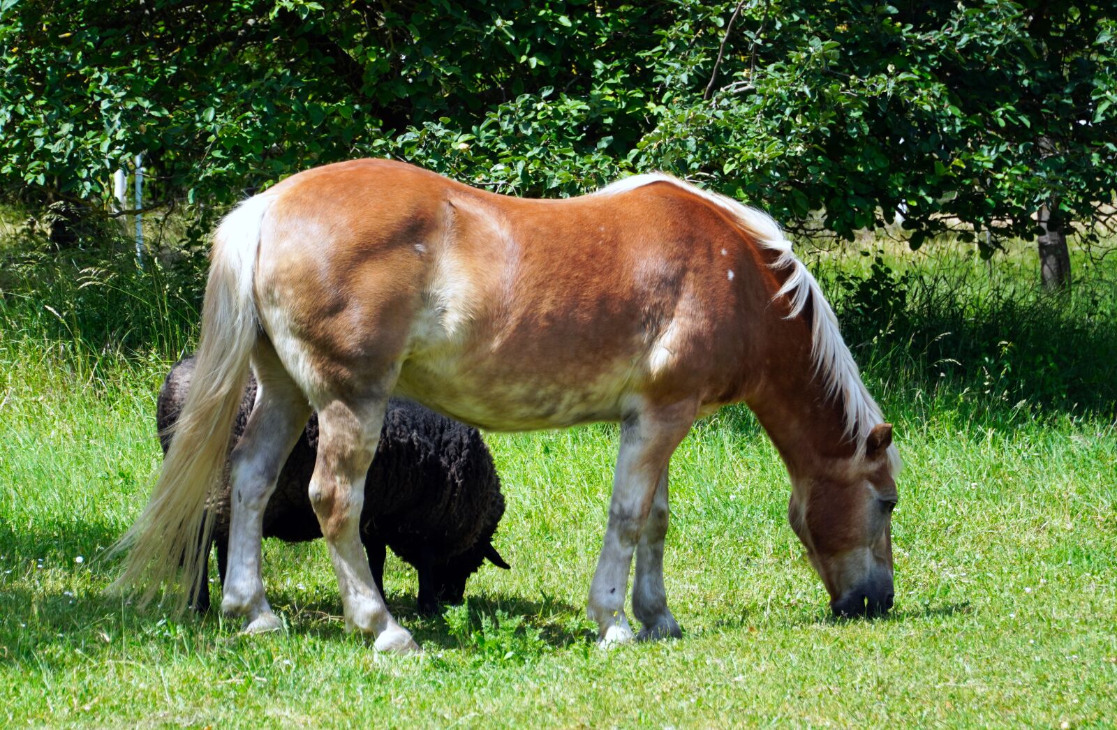 Sony E PZ 18-105mm F4 G OSS sample photo. Horse, animal, ram photography