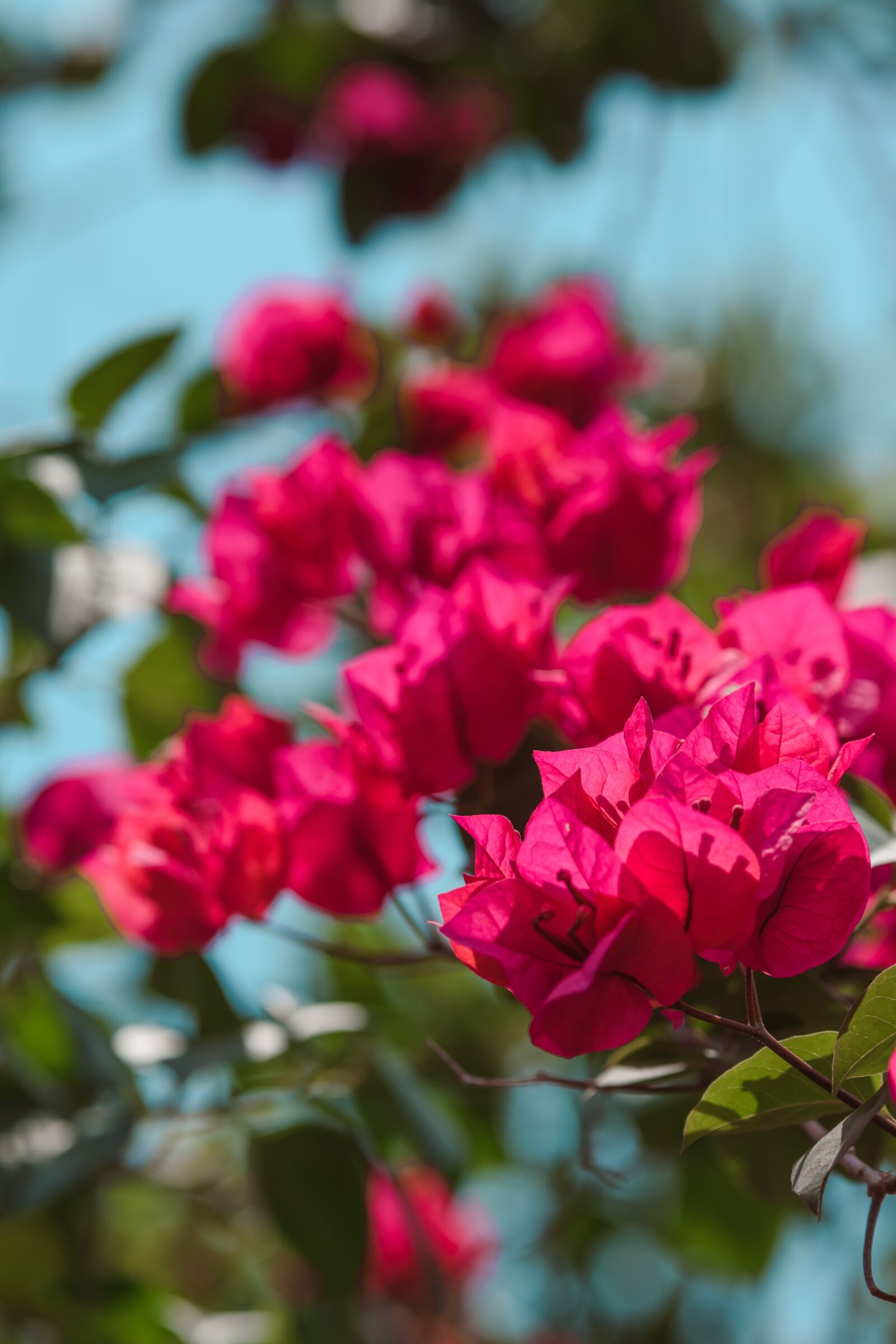 Nikon D5600 sample photo. Bougainvillea, flowers, fuschia photography
