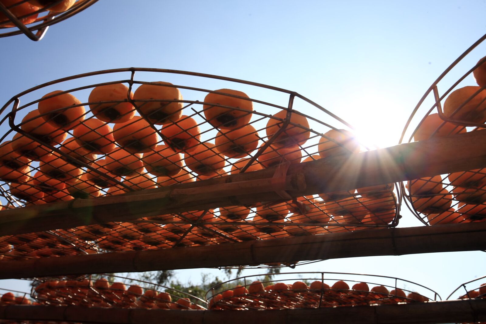 Canon EOS 5D sample photo. Orange, tangerine, chinese dry photography