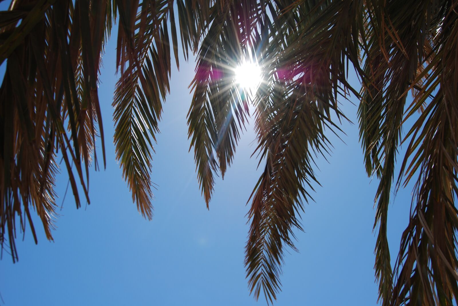 Nikon D60 sample photo. Palma, the glare of photography