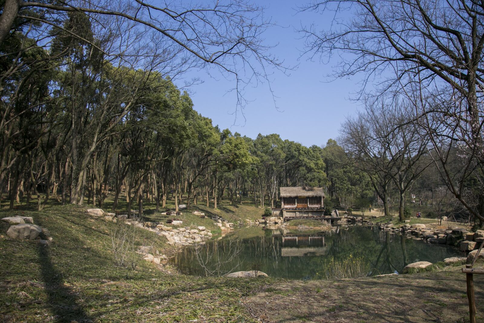 Canon EOS 6D + Canon EF 24-105mm F4L IS USM sample photo. Nature, tree, wood photography