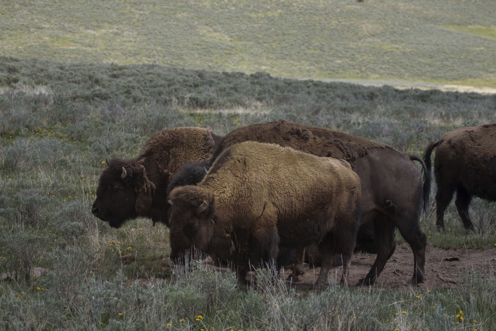 Canon EOS 70D + Canon EF 100-400mm F4.5-5.6L IS USM sample photo. Wild, bison, buffalo photography