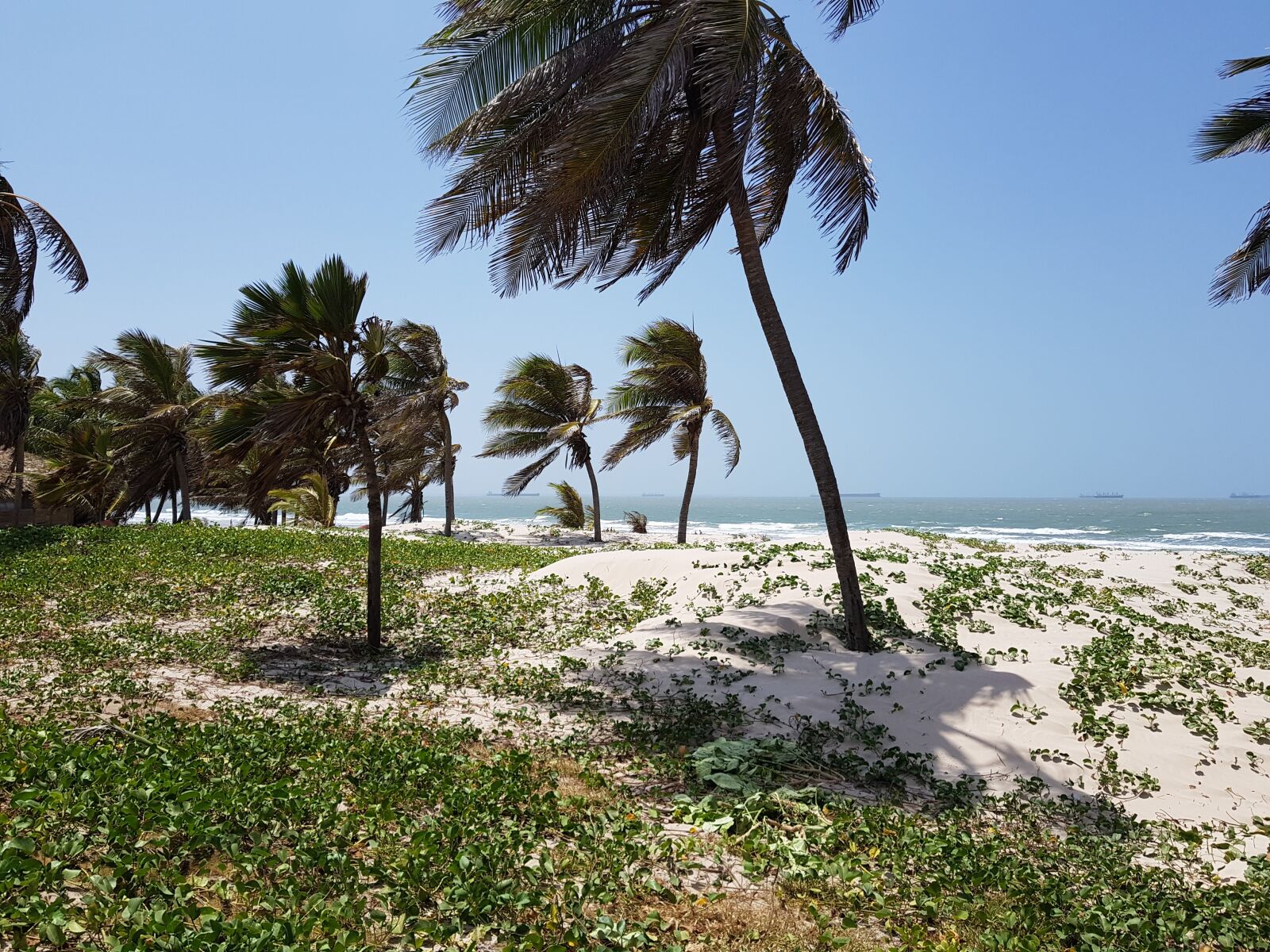 Samsung Galaxy S8+ sample photo. Arecaceae, beach, tropical photography