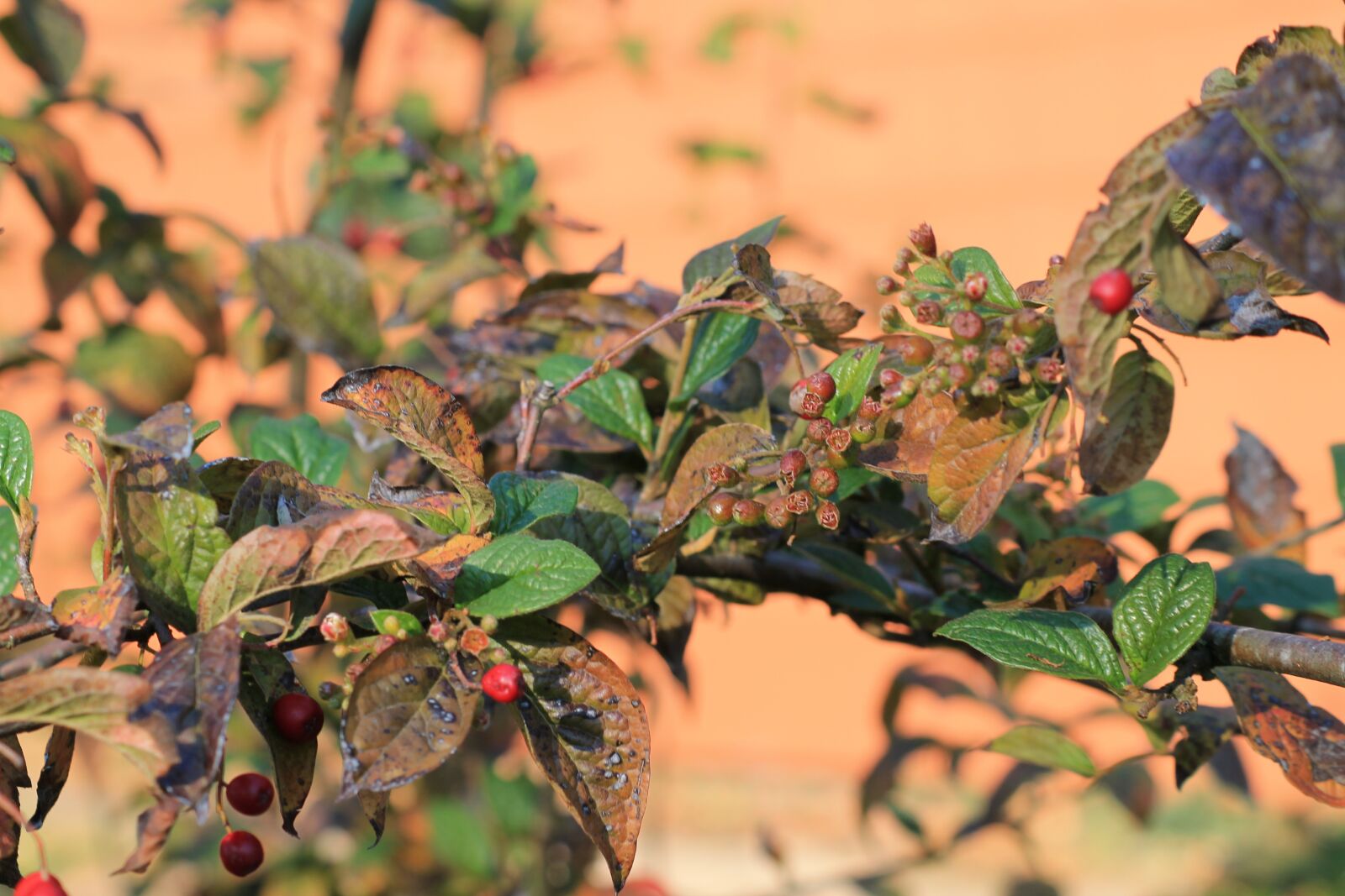 Canon EOS 1100D (EOS Rebel T3 / EOS Kiss X50) sample photo. Autumn, fruit, autumn motive photography