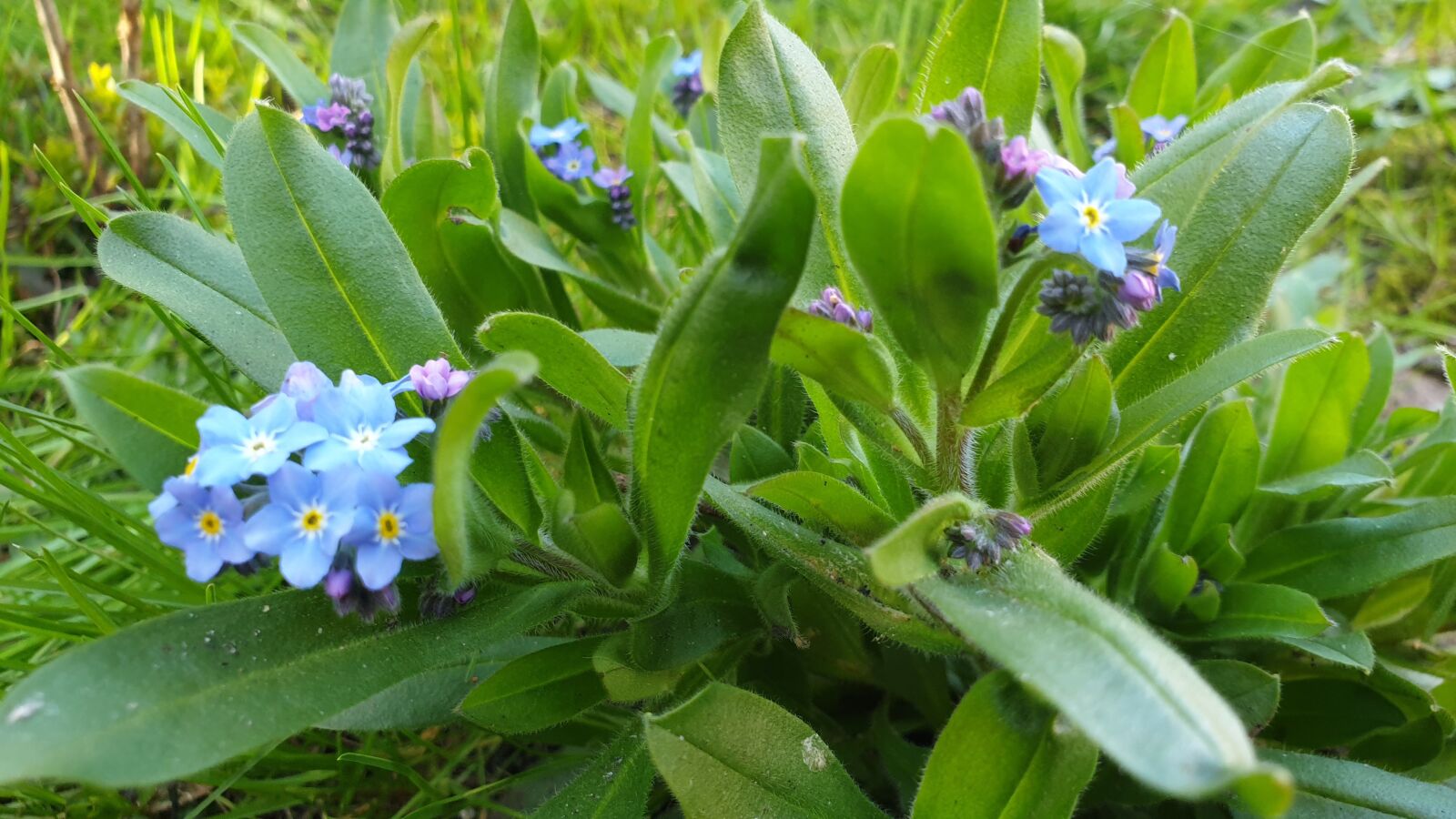 Samsung Galaxy S9 sample photo. Flowers, garden, house photography