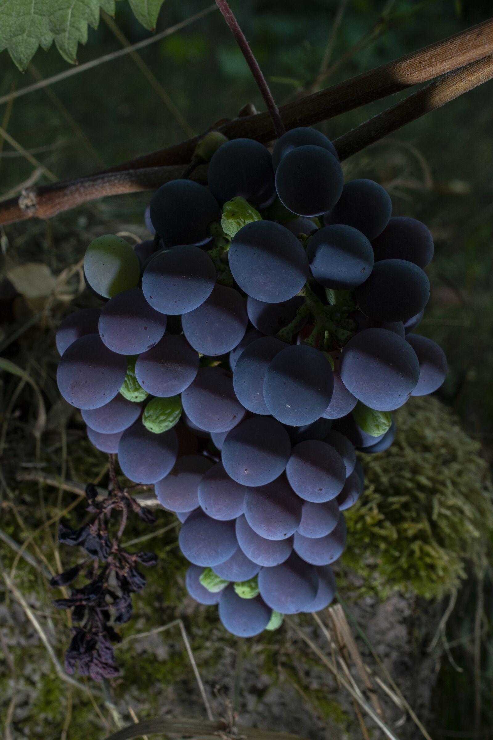 Nikon D5300 sample photo. Grapes, berries, vine photography