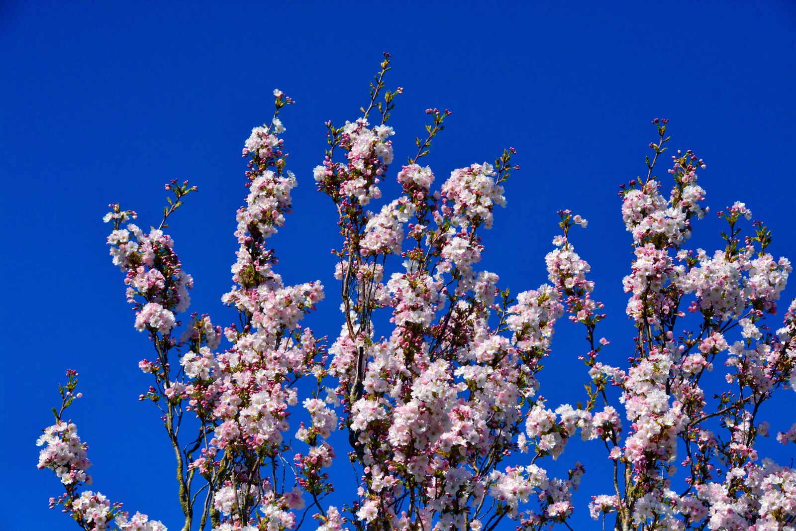 Nikon D5200 sample photo. Cherry tree, tree, blossom photography