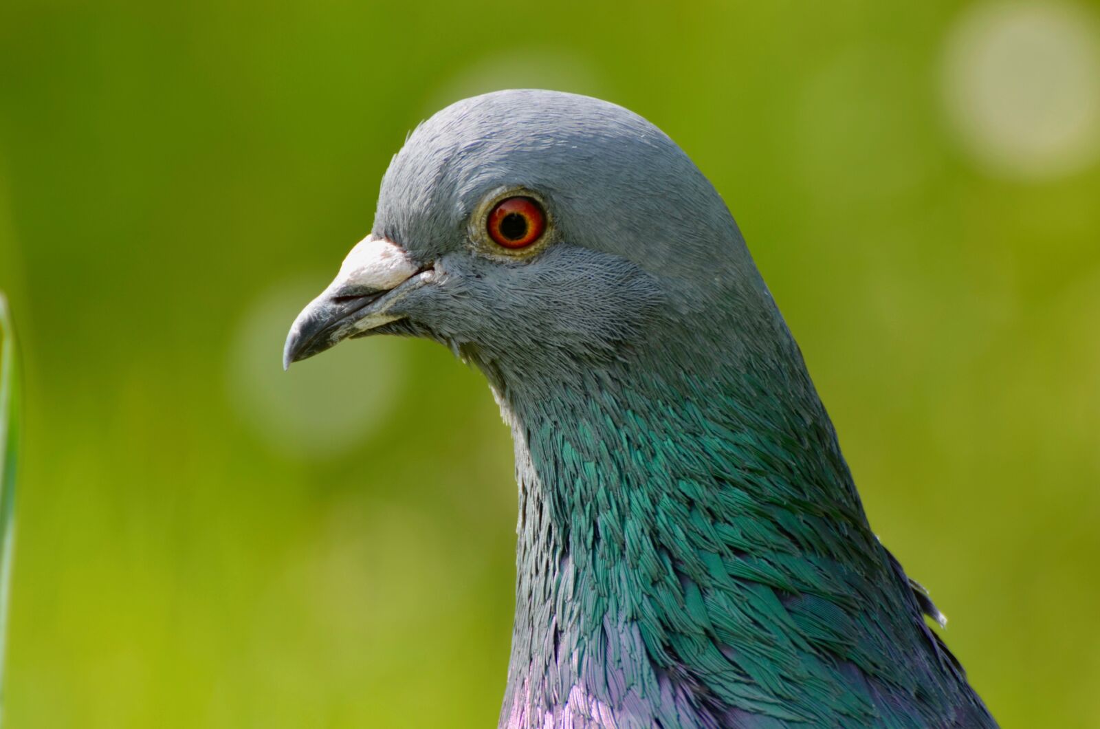 Nikon D5100 sample photo. Dove, bird, animal photography
