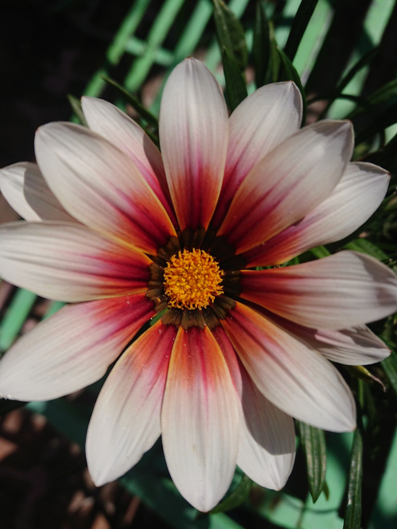 Sony Xperia XZ Premium sample photo. Flower, spring, plant photography