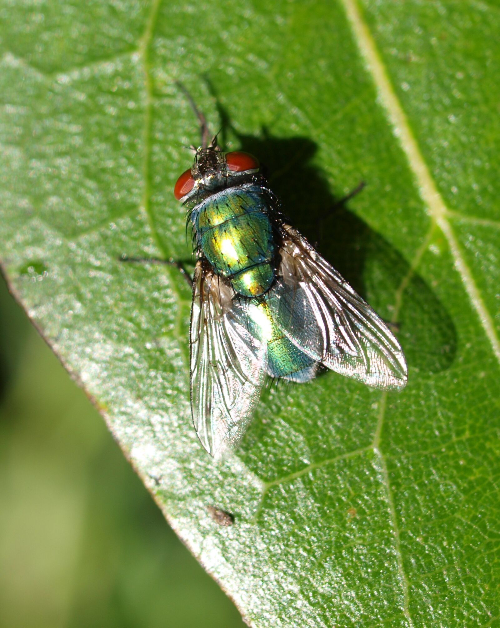 Olympus E-520 (EVOLT E-520) sample photo. Insect, fly, animal photography
