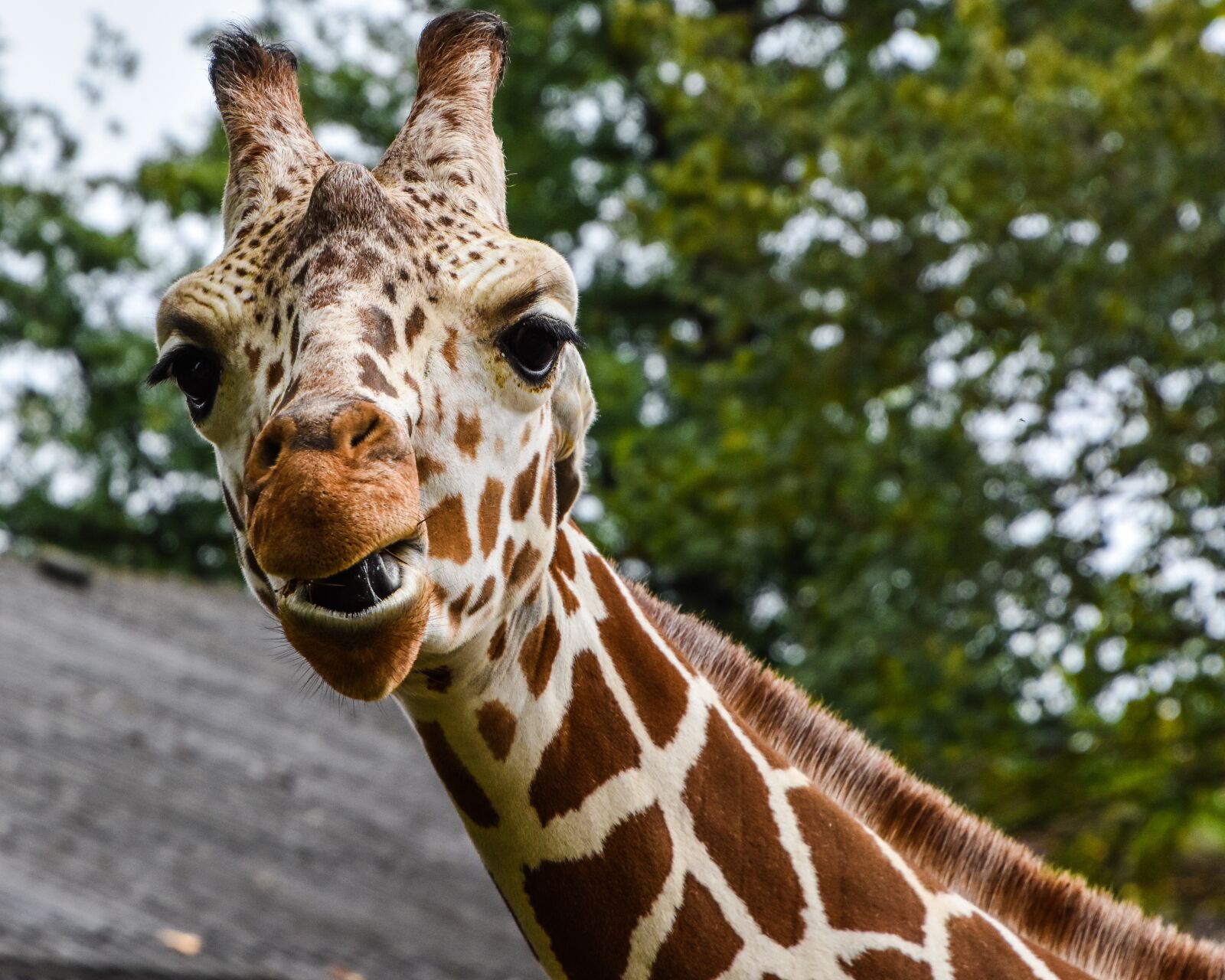 Nikon D7200 sample photo. Giraffe, zoo, wilhelma photography