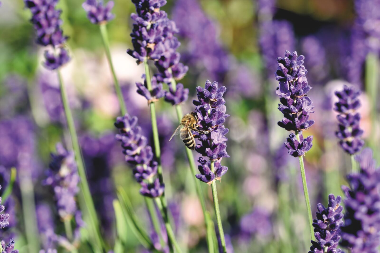 Nikon D7200 sample photo. Honey bee, bee, insect photography