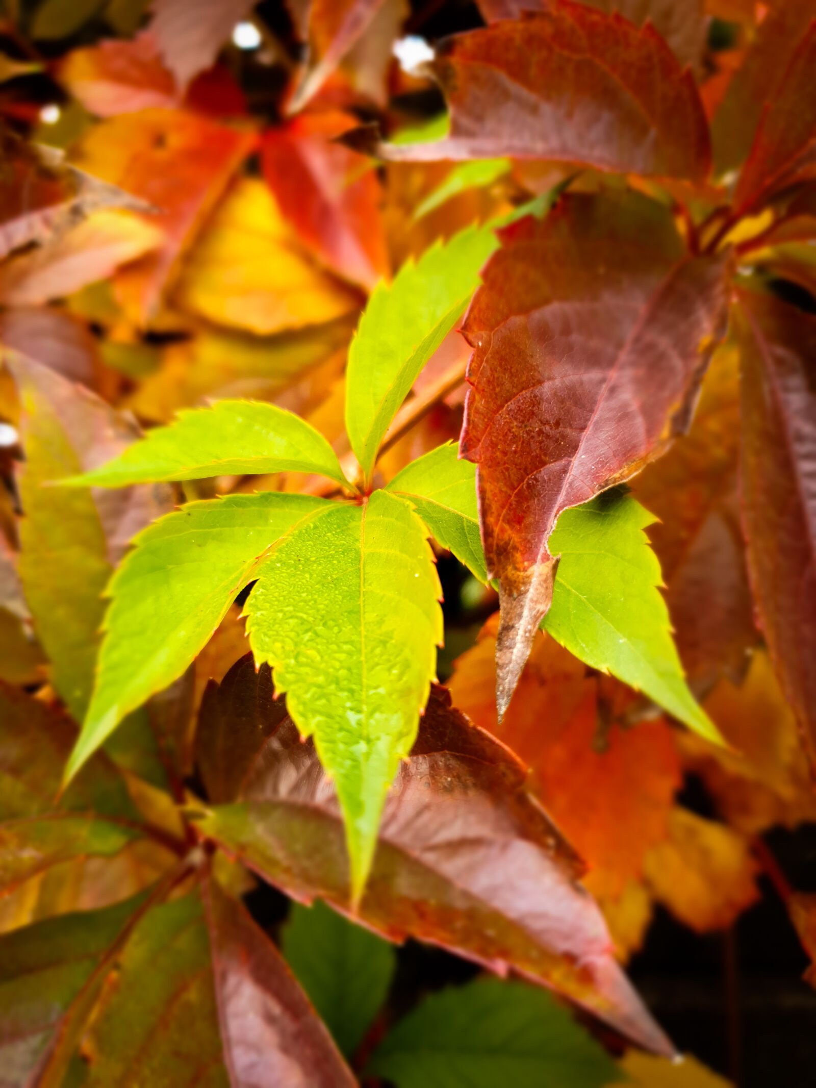 Samsung SM-G973F sample photo. Leaves, autumn, nature photography
