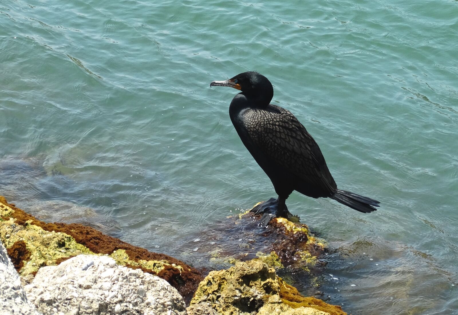 Sony Cyber-shot DSC-HX300 sample photo. Bird, wildlife, ocean photography