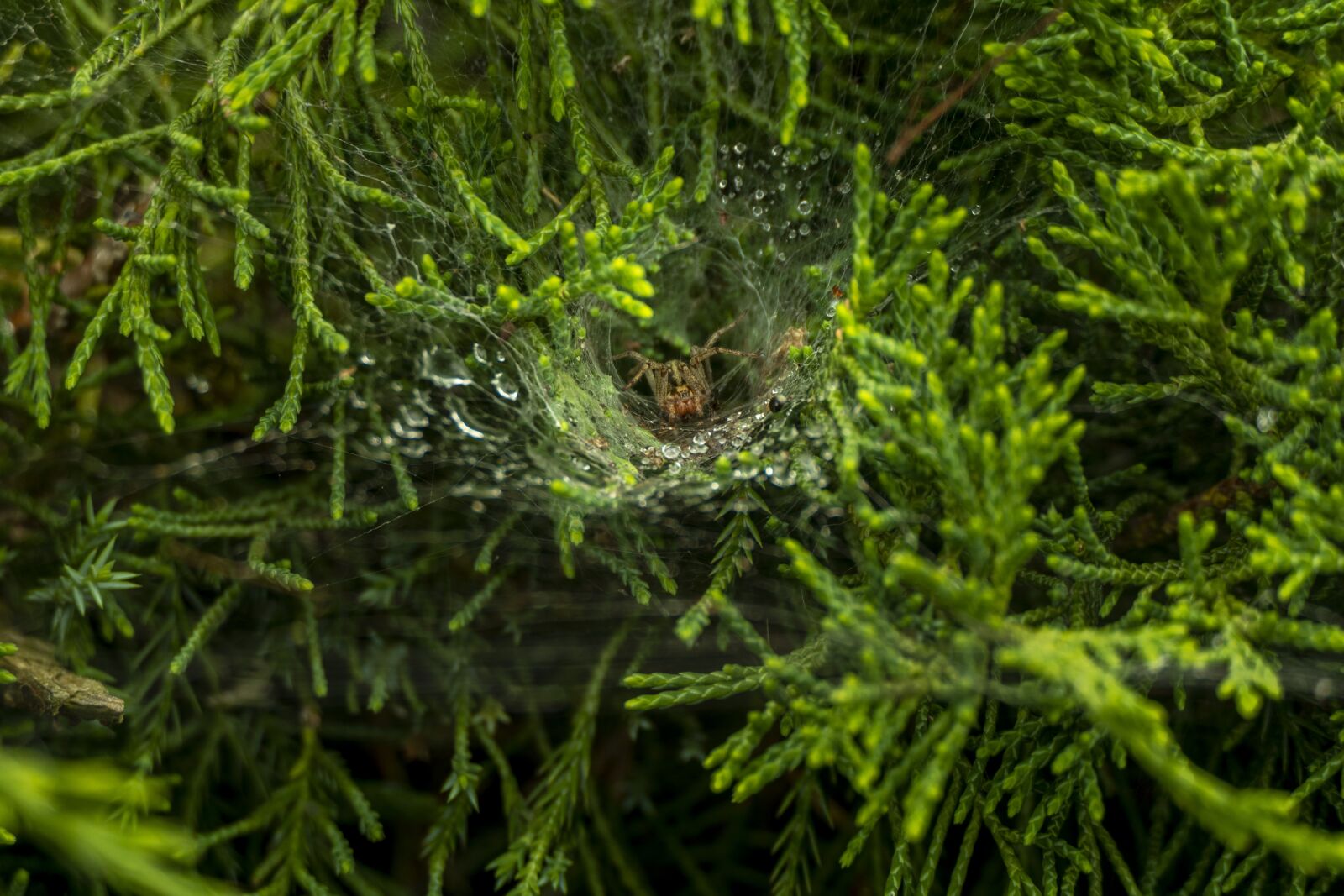 Panasonic Lumix DMC-FZ2500 (Lumix DMC-FZ2000) sample photo. Spider, macro, cobweb photography