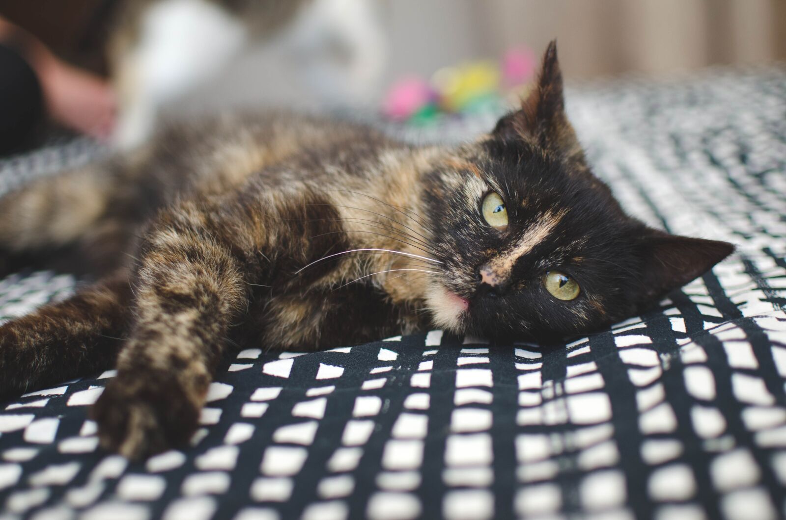 Nikon D7000 sample photo. Cat, domestic cat, animal photography