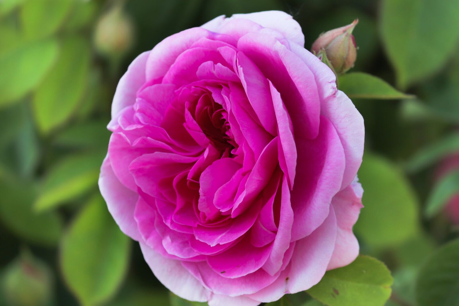 Canon EOS 200D (EOS Rebel SL2 / EOS Kiss X9) sample photo. Rose, pink, white photography