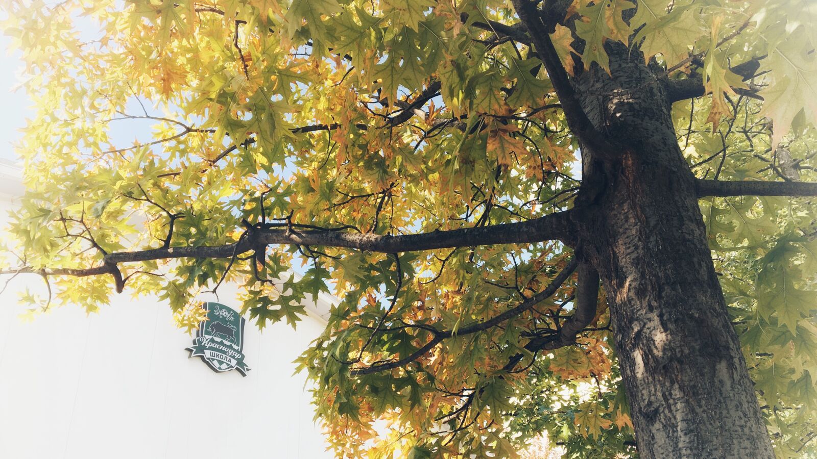 Apple iPhone 6s sample photo. Tree, autumn, leaves photography