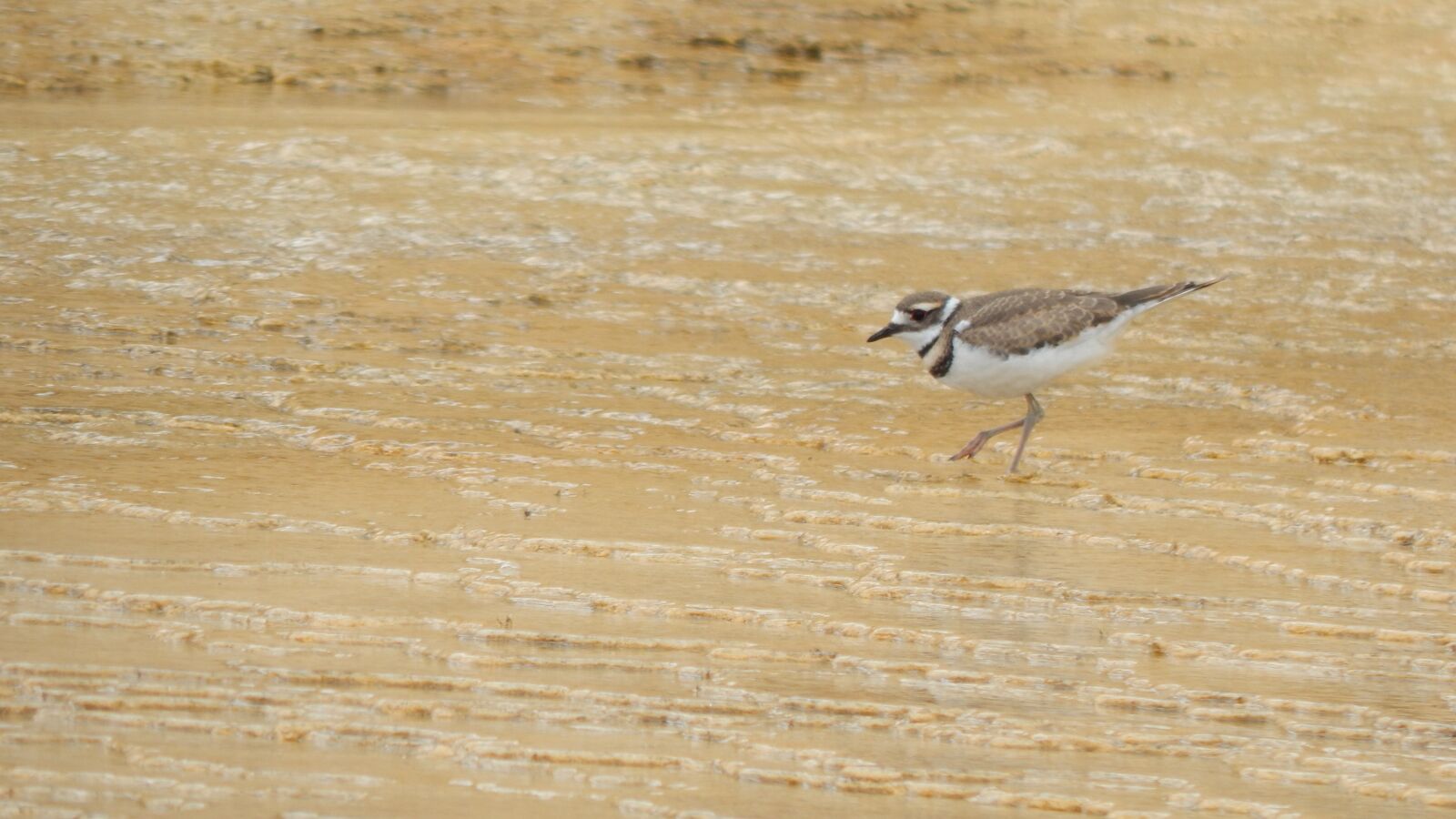 Nikon Coolpix L830 sample photo. Bird, yellowstone, national photography