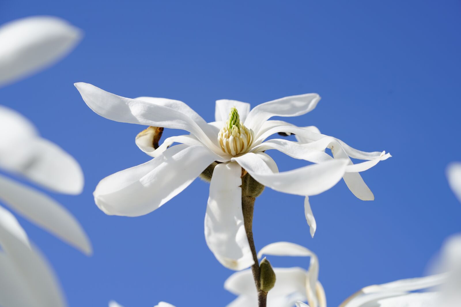 Sony a7R II + Sony FE 90mm F2.8 Macro G OSS sample photo. Star magnolia, blossom, bloom photography