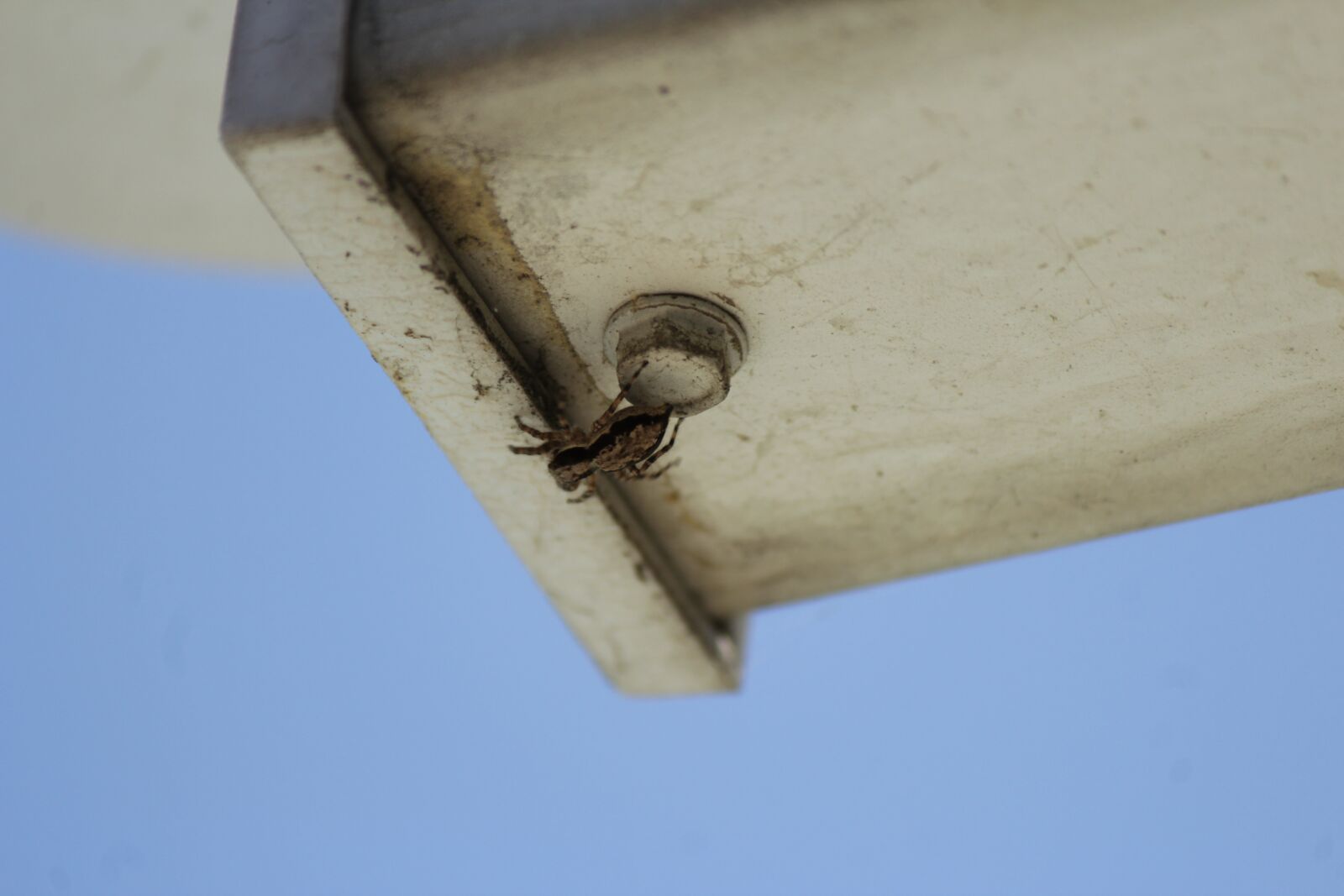 Canon EOS 1300D (EOS Rebel T6 / EOS Kiss X80) + Canon EF-S 55-250mm F4-5.6 IS II sample photo. Spider, web, insect photography