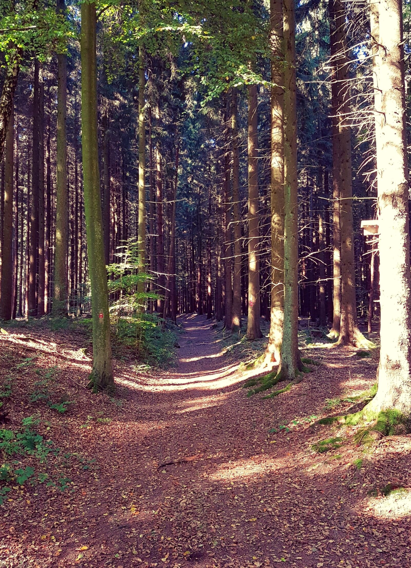 Samsung Galaxy S7 sample photo. Forest, forest path, autumn photography