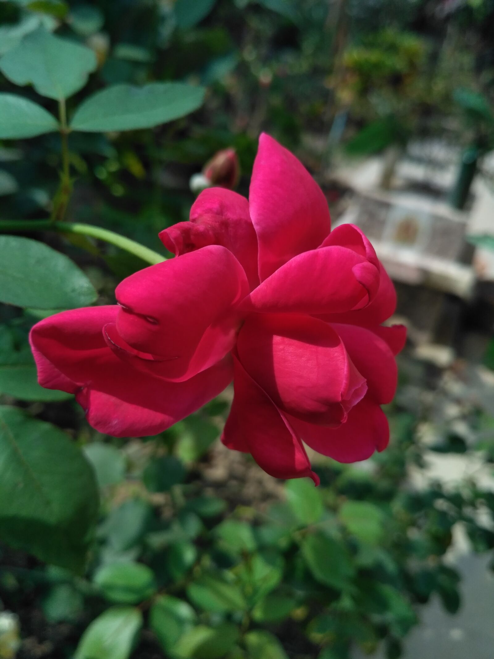 Xiaomi Redmi 3S sample photo