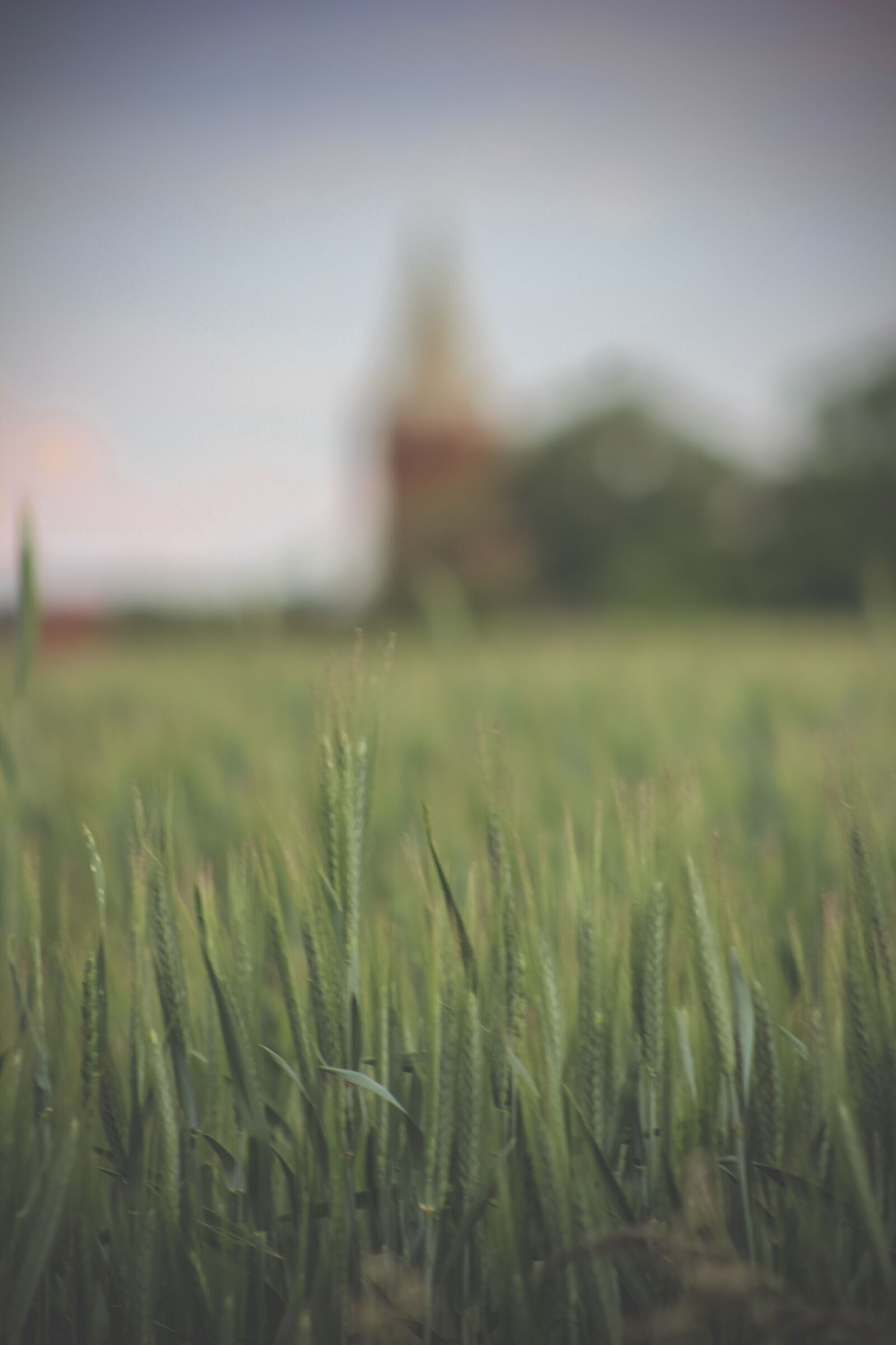 Canon EF75-300mm f/4-5.6 sample photo. Grass, green, nature photography