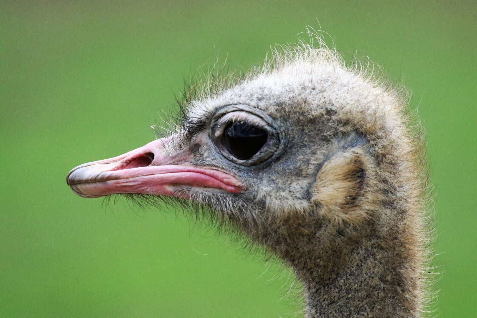 Canon EOS 7D Mark II sample photo. Ostrich, ostrich head, bird photography