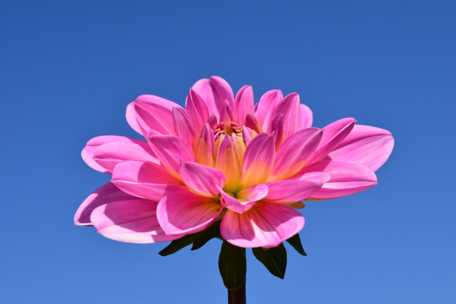 Nikon D3300 sample photo. Dahlia, blossom, bloom photography