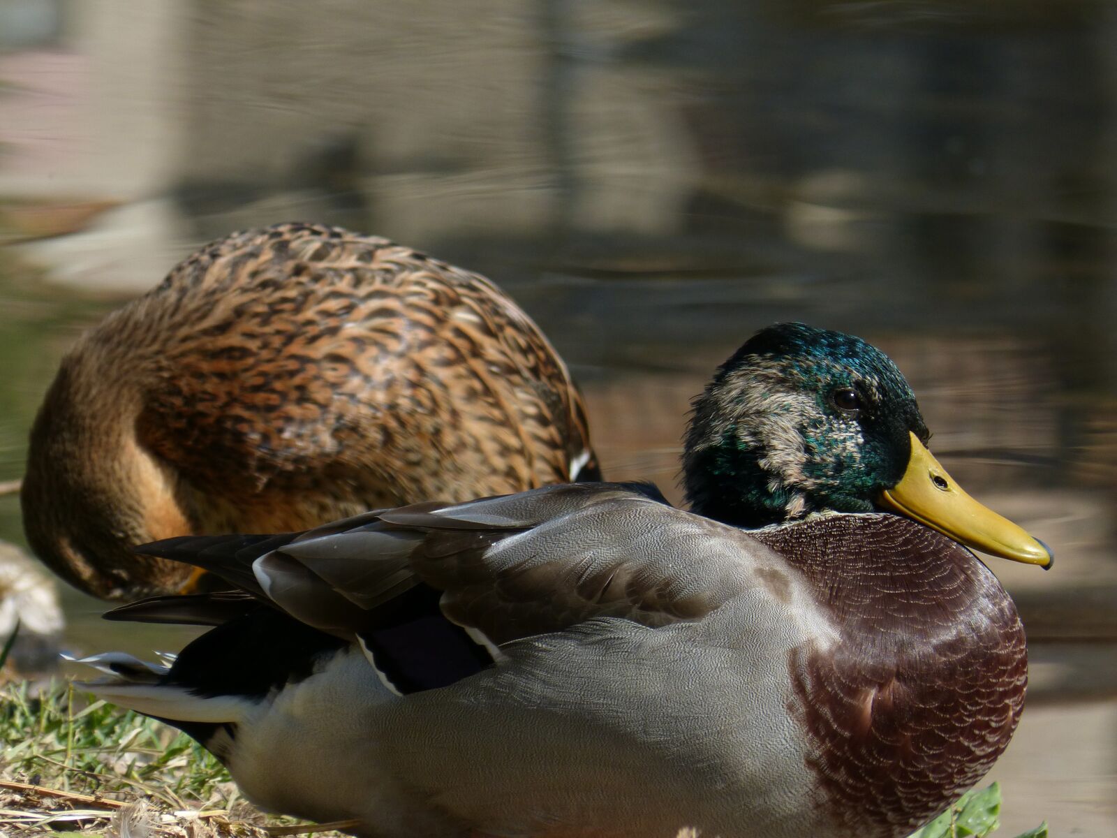 Panasonic DMC-FZ62 sample photo. Ducks, nec coll verd photography