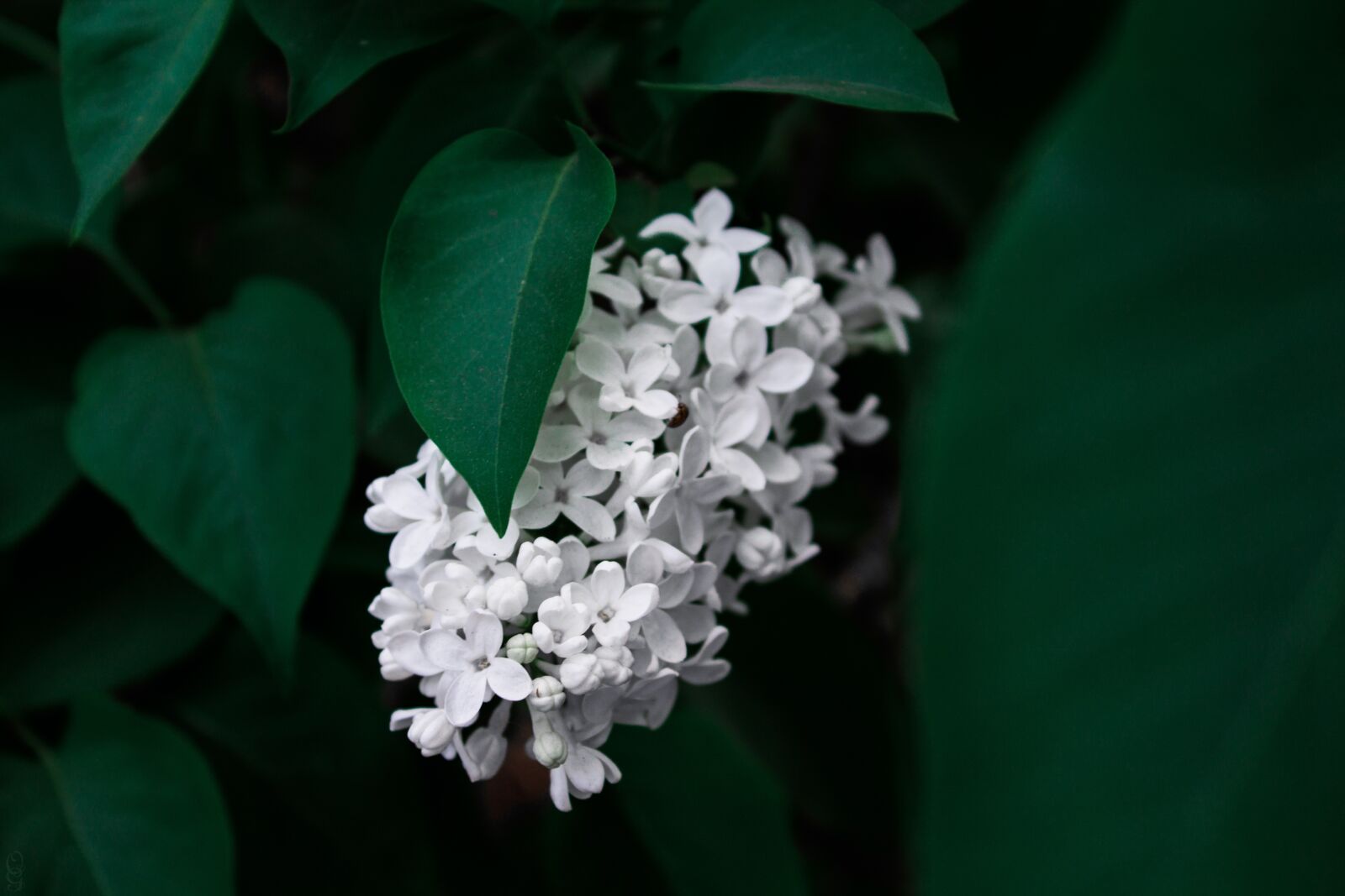 Canon EOS 1200D (EOS Rebel T5 / EOS Kiss X70 / EOS Hi) sample photo. Lilac, flowers, purple photography