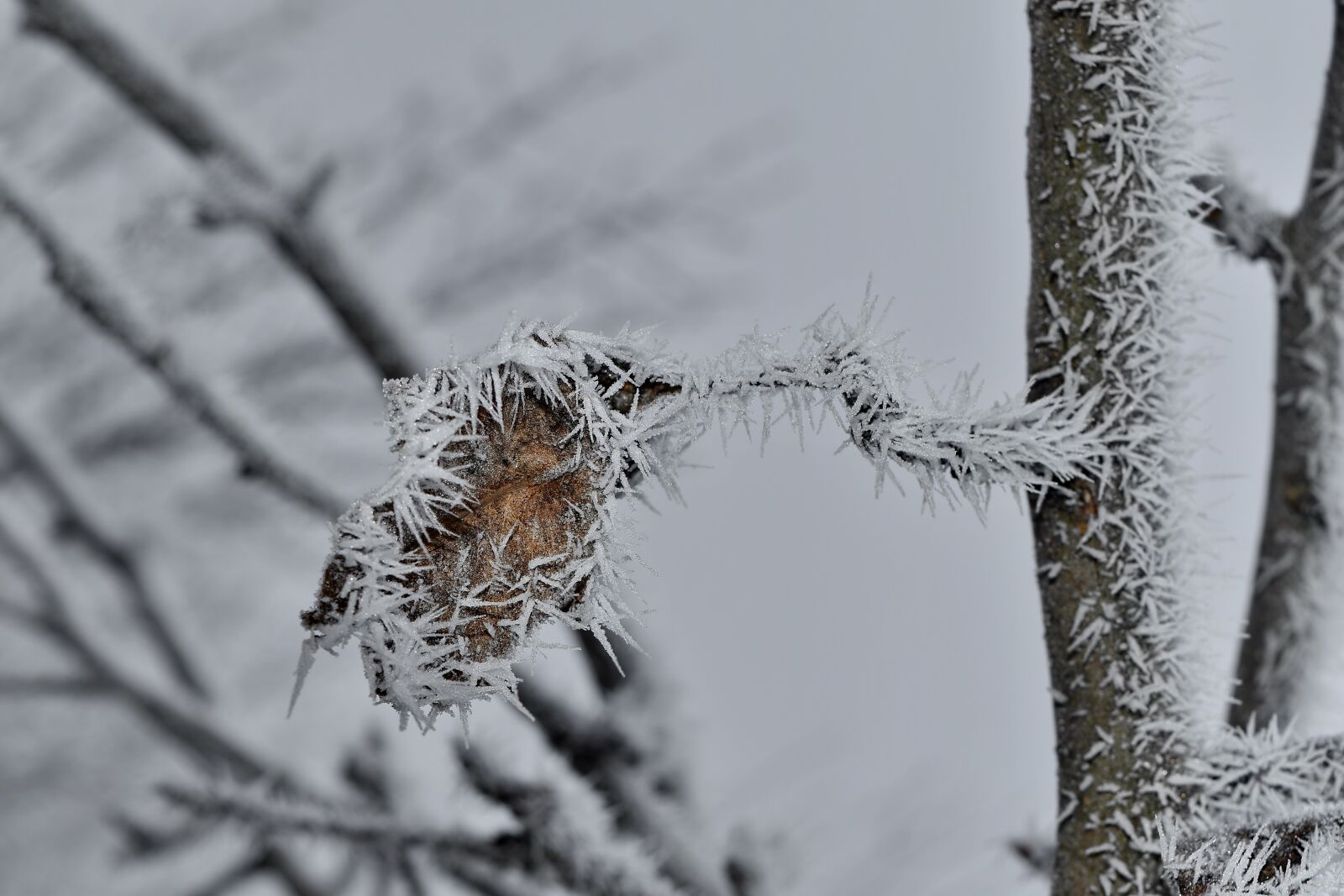 Nikon D5500 sample photo. Branch, brown, dry, frost photography