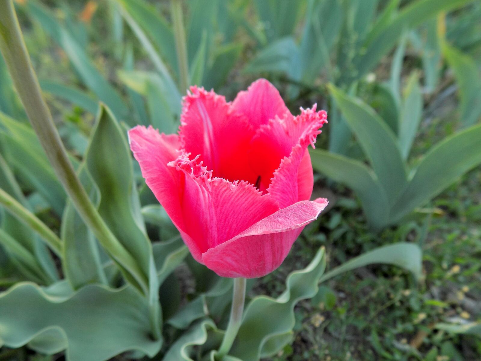Nikon COOLPIX L330 sample photo. Tulip, flower, spring photography