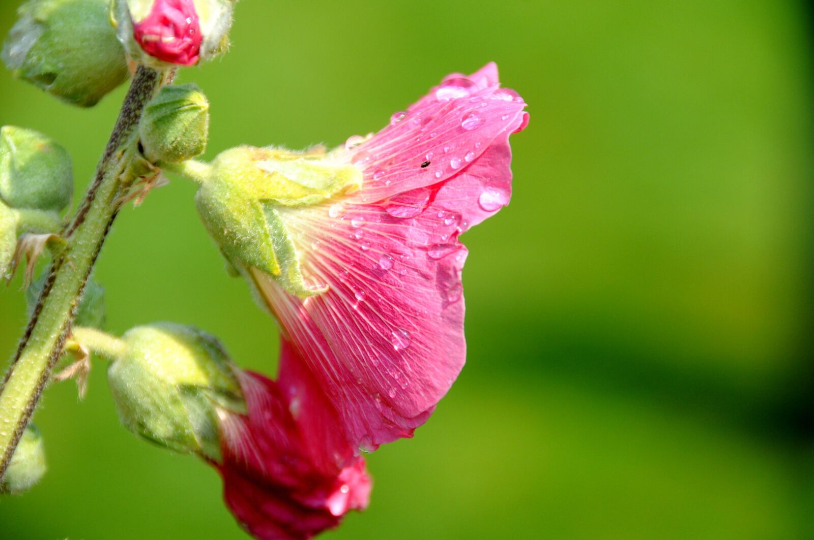 Nikon D300 sample photo. Flower, pink flower, dew photography
