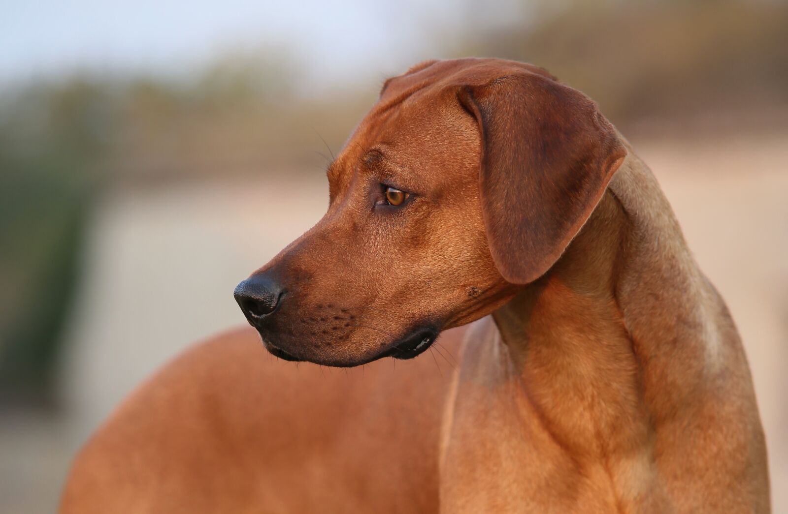 Canon EOS 5D Mark III sample photo. Dog, ridgeback, pet photography