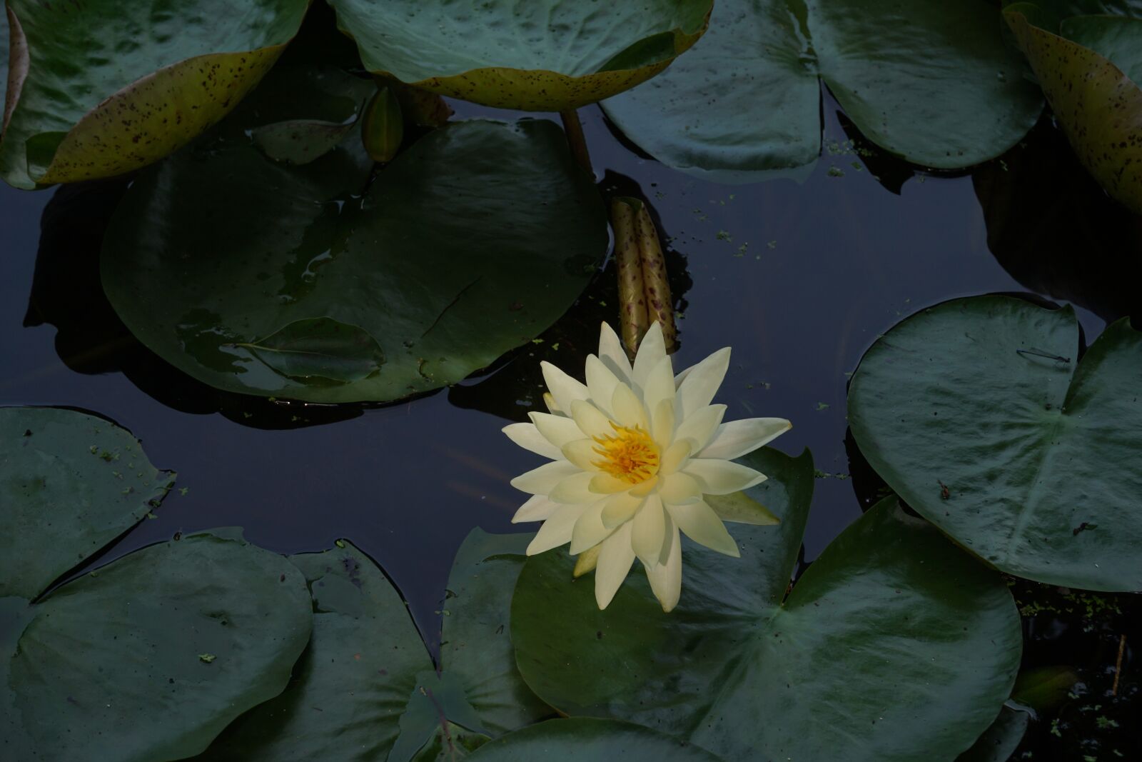 Sony a5100 sample photo. Leaf, flower, pond photography